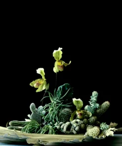 Regime Des Fleurs Cacti - Eau De Parfum